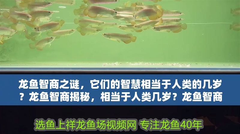 龍魚智商之謎，它們的智慧相當(dāng)于人類的幾歲？龍魚智商揭秘，相當(dāng)于人類幾歲？龍魚智商揭秘，相當(dāng)于人類幾歲？