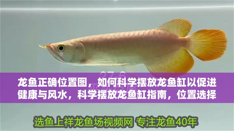 龍魚正確位置圖，如何科學(xué)擺放龍魚缸以促進(jìn)健康與風(fēng)水，科學(xué)擺放龍魚缸指南，位置選擇與風(fēng)水健康全解析，科學(xué)擺放龍魚缸指南，位置選擇與風(fēng)水健康全解析