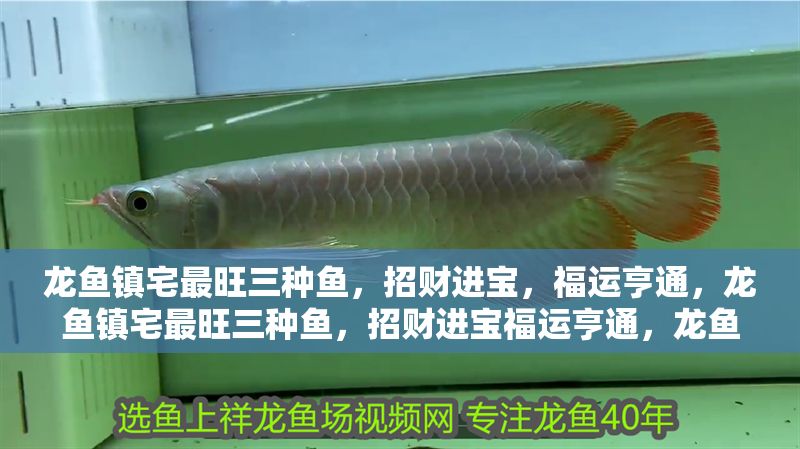 龍魚鎮宅最旺三種魚，招財進寶，福運亨通，龍魚鎮宅最旺三種魚，招財進寶福運亨通，龍魚鎮宅最旺三種魚，招財進寶福運亨通