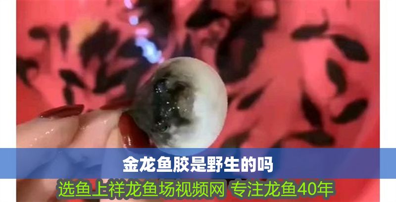 金龍魚(yú)膠是野生的嗎