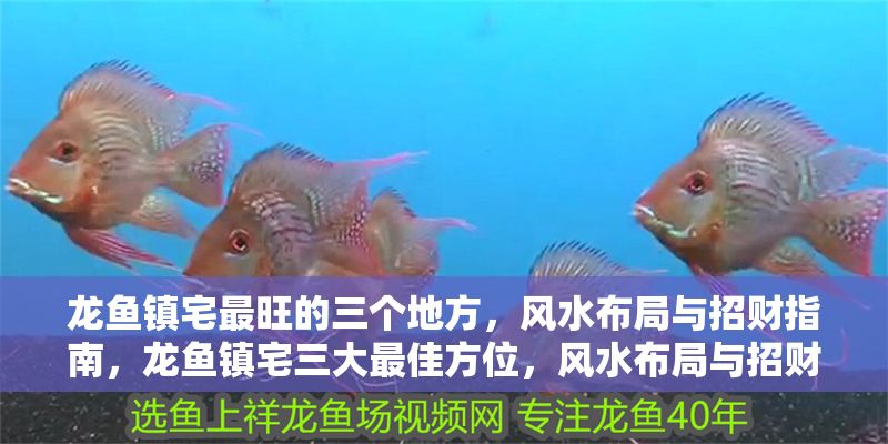 龍魚鎮宅最旺的三個地方，風水布局與招財指南，龍魚鎮宅三大最佳方位，風水布局與招財全攻略，龍魚鎮宅三大最佳方位與招財風水全攻略