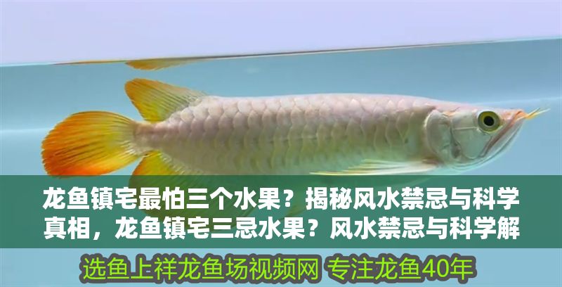 龍魚鎮宅最怕三個水果？揭秘風水禁忌與科學真相，龍魚鎮宅三忌水果？風水禁忌與科學解析，龍魚鎮宅三忌水果，風水禁忌與科學真相全解析