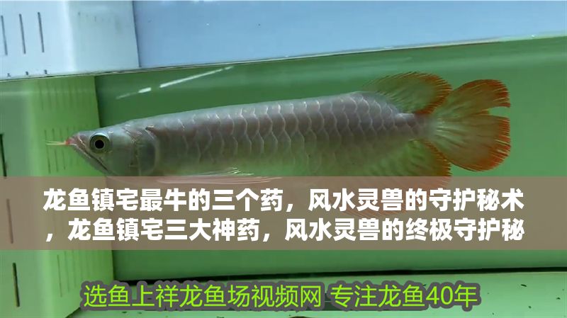 龍魚鎮(zhèn)宅最牛的三個藥，風(fēng)水靈獸的守護秘術(shù)，龍魚鎮(zhèn)宅三大神藥，風(fēng)水靈獸的終極守護秘術(shù)，龍魚鎮(zhèn)宅三大神藥，風(fēng)水靈獸的終極守護秘術(shù)