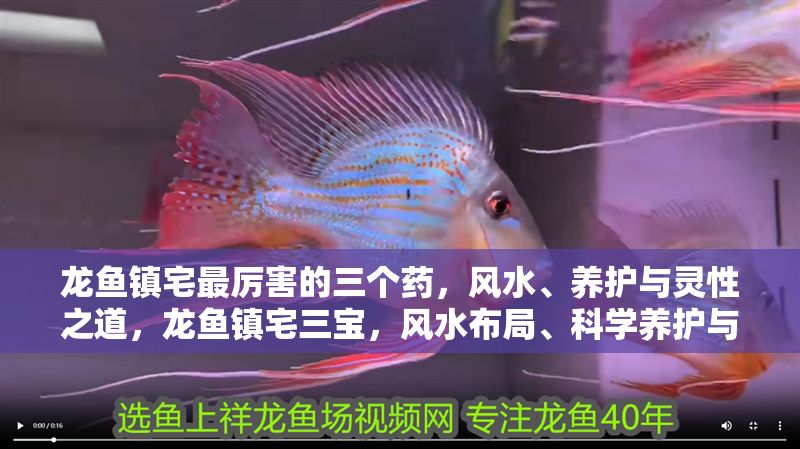 龍魚鎮宅最厲害的三個藥，風水、養護與靈性之道，龍魚鎮宅三寶，風水布局、科學養護與靈性提升之道，龍魚鎮宅三寶，風水布局、科學養護與靈性提升之道