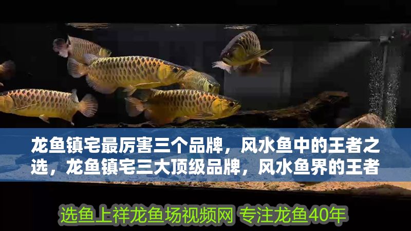 龍魚鎮宅最厲害三個品牌，風水魚中的王者之選，龍魚鎮宅三大頂級品牌，風水魚界的王者之選，龍魚鎮宅三大頂級品牌，風水魚界的王者之選