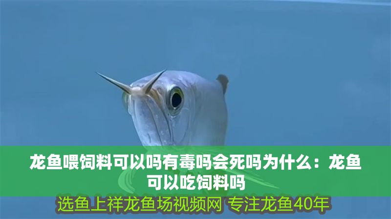 龍魚喂飼料可以嗎有毒嗎會(huì)死嗎為什么：龍魚可以吃飼料嗎