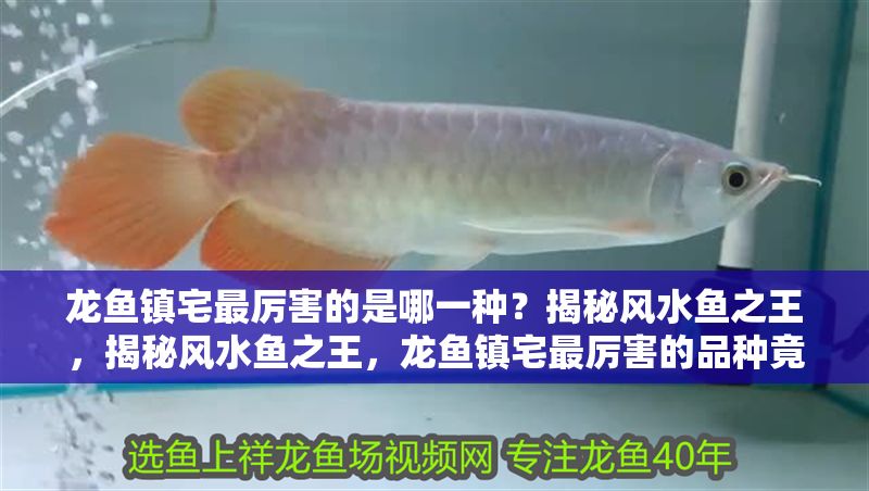 龍魚鎮(zhèn)宅最厲害的是哪一種？揭秘風(fēng)水魚之王，揭秘風(fēng)水魚之王，龍魚鎮(zhèn)宅最厲害的品種竟是它！揭秘風(fēng)水魚之王，龍魚鎮(zhèn)宅最厲害的品種竟是它！