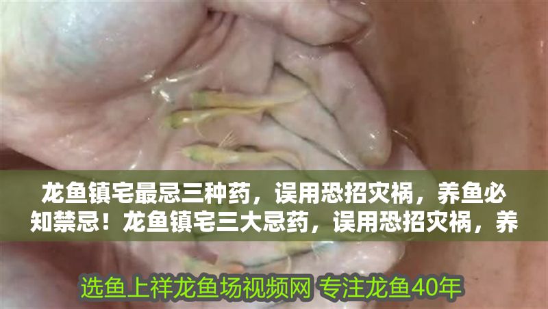 龍魚鎮宅最忌三種藥，誤用恐招災禍，養魚必知禁忌！龍魚鎮宅三大忌藥，誤用恐招災禍，養魚必知禁忌！