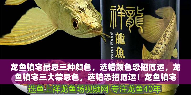 龍魚鎮宅最忌三種顏色，選錯顏色恐招厄運，龍魚鎮宅三大禁忌色，選錯恐招厄運！龍魚鎮宅三大禁忌色，選錯恐招厄運！ 龍魚鎮宅最忌三種顏色，選錯顏色恐招厄運，龍魚鎮宅三大禁忌色，選錯恐招厄運！龍魚鎮宅三大禁忌色，選錯恐招厄運！ 龍魚百科 第1張