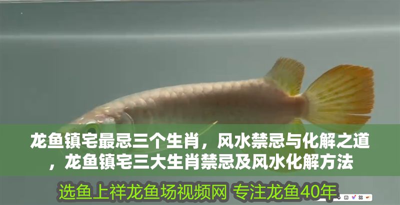 龍魚鎮宅最忌三個生肖，風水禁忌與化解之道，龍魚鎮宅三大生肖禁忌及風水化解方法