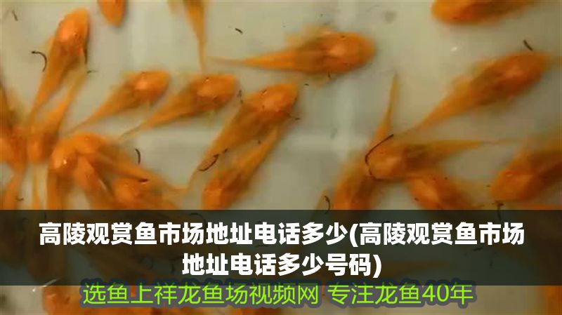 高陵觀賞魚市場地址電話多少(高陵觀賞魚市場地址電話多少號碼)