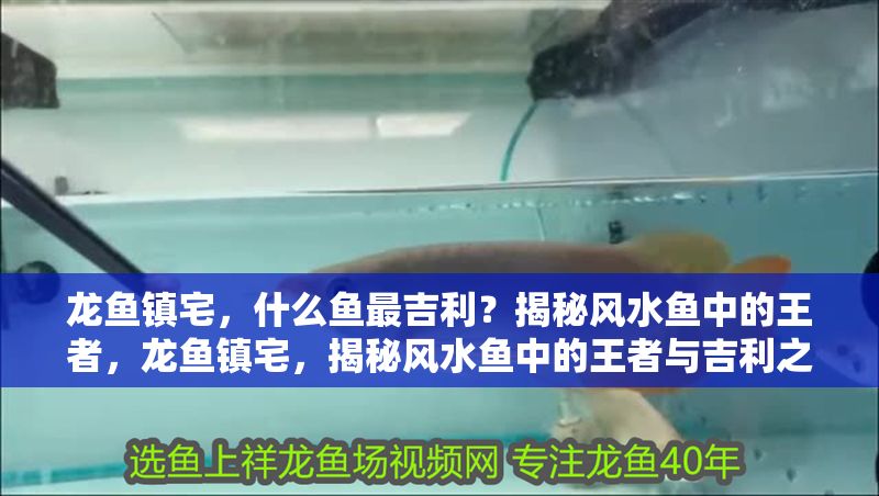 龍魚鎮宅，什么魚最吉利？揭秘風水魚中的王者，龍魚鎮宅，揭秘風水魚中的王者與吉利之選，龍魚鎮宅，揭秘風水魚中的王者與吉利之選