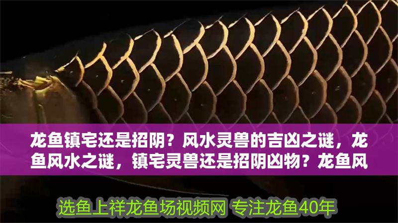 龍魚鎮宅還是招陰？風水靈獸的吉兇之謎，龍魚風水之謎，鎮宅靈獸還是招陰兇物？龍魚風水之謎，鎮宅靈獸還是招陰兇物？