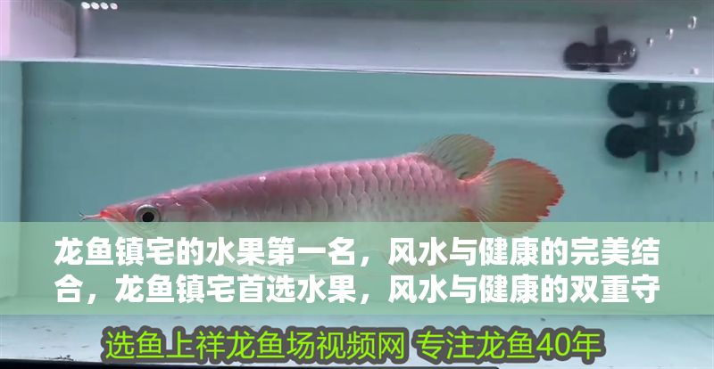 龍魚鎮(zhèn)宅的水果第一名，風水與健康的完美結合，龍魚鎮(zhèn)宅首選水果，風水與健康的雙重守護，龍魚鎮(zhèn)宅首選水果，風水與健康的雙重守護
