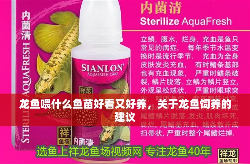 龍魚喂什么魚苗好看又好養(yǎng)，關(guān)于龍魚飼養(yǎng)的建議