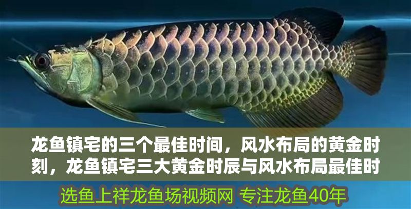 龍魚鎮宅的三個最佳時間，風水布局的黃金時刻，龍魚鎮宅三大黃金時辰與風水布局最佳時機，龍魚鎮宅的三大黃金時辰與風水布局最佳時機