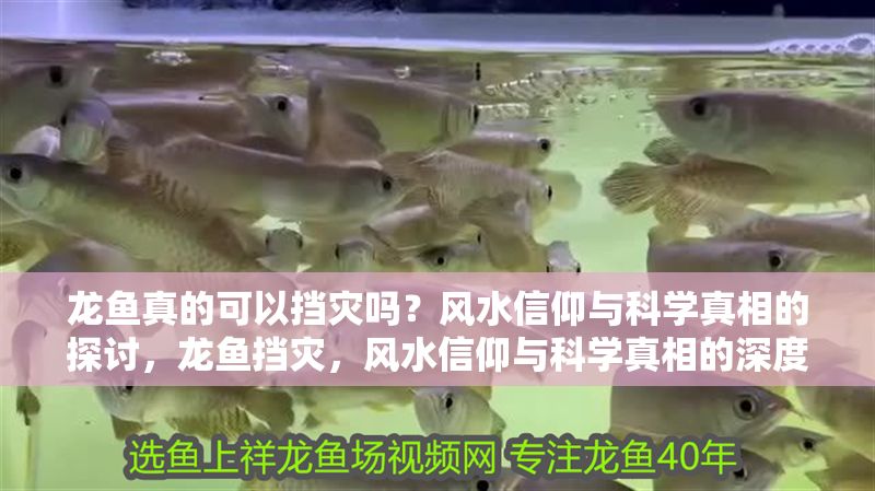 龍魚真的可以擋災嗎？風水信仰與科學真相的探討，龍魚擋災，風水信仰與科學真相的深度解析，龍魚擋災，風水信仰與科學真相的深度解析