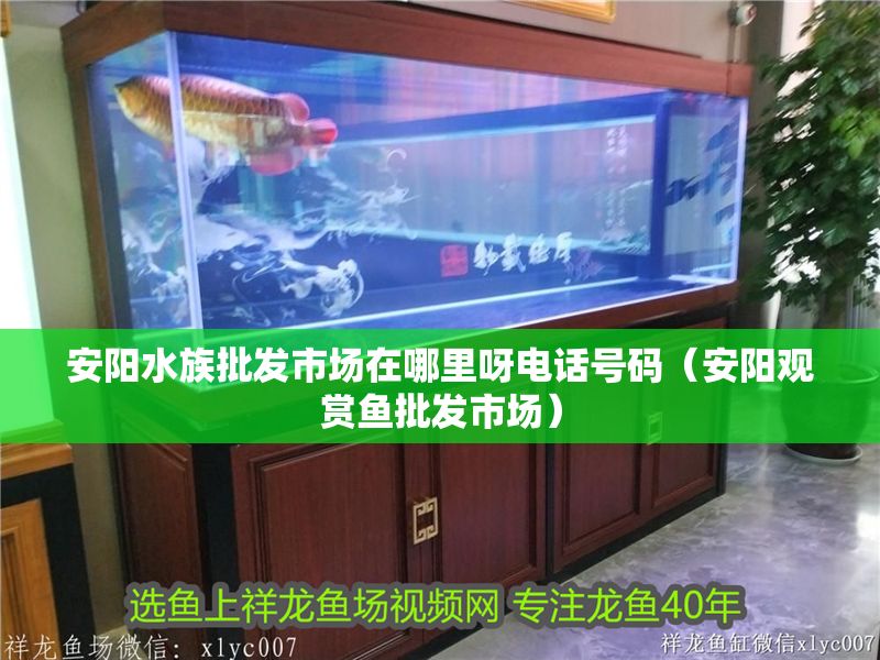 安陽水族批發市場在哪里呀電話號碼（安陽觀賞魚批發市場）