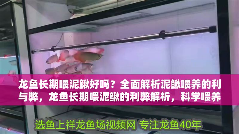 龍魚長期喂泥鰍好嗎？全面解析泥鰍喂養(yǎng)的利與弊，龍魚長期喂泥鰍的利弊解析，科學(xué)喂養(yǎng)指南，龍魚長期喂泥鰍的利弊解析與科學(xué)喂養(yǎng)指南