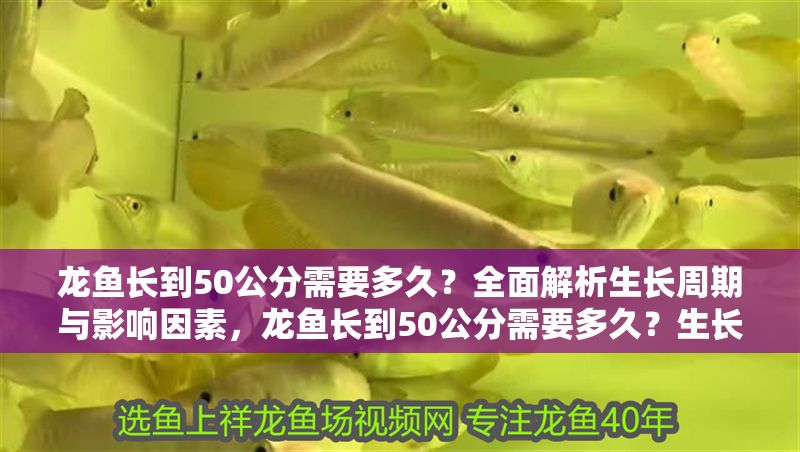 龍魚長到50公分需要多久?全面解析生長周期與影響因素,龍魚長到50公分需要多久?生長周期與關鍵因素全解析,龍魚長到50公分的生長周期與關鍵因素全解析 龍魚百科 第1張 龍魚長到50公分需要多久?全面解析生長周期與影響因素,龍魚長到50公分需要多久?生長周期與關鍵因素全解析,龍魚長到50公分的生長周期與關鍵因素全解析 龍魚長到50公分需要多久?全面解析生長周期與影響因素,龍魚長到50公分需要多久?生長周期與關鍵因素全解析,龍魚長到50公分的生長周期與關鍵因素全解析 龍魚百科 第1張