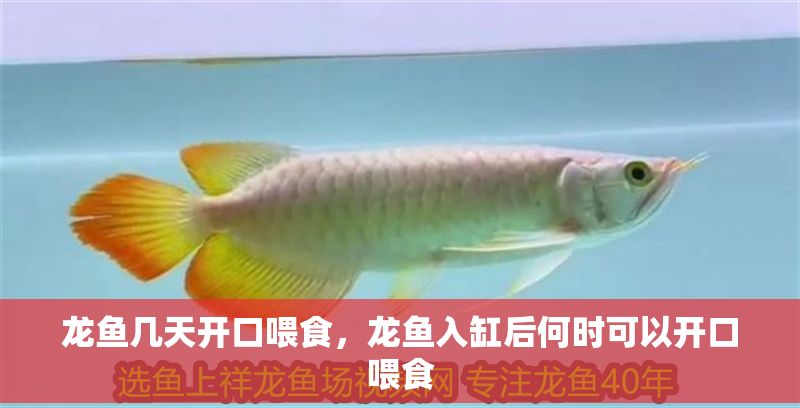 龍魚幾天開口喂食，龍魚入缸后何時(shí)可以開口喂食