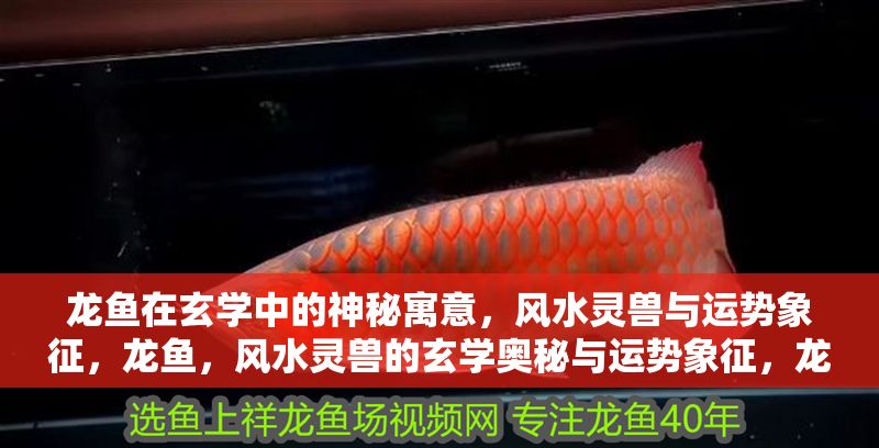 龍魚在玄學中的神秘寓意，風水靈獸與運勢象征，龍魚，風水靈獸的玄學奧秘與運勢象征，龍魚，風水靈獸的玄學奧秘與運勢象征探秘