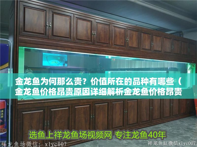 金龍魚為何那么貴？價值所在的品種有哪些（金龍魚價格昂貴原因詳細解析金龍魚價格昂貴的原因）