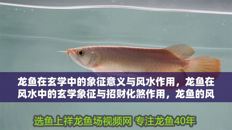 龍魚在玄學中的象征意義與風水作用，龍魚在風水中的玄學象征與招財化煞作用，龍魚的風水玄機，招財化煞的靈性象征