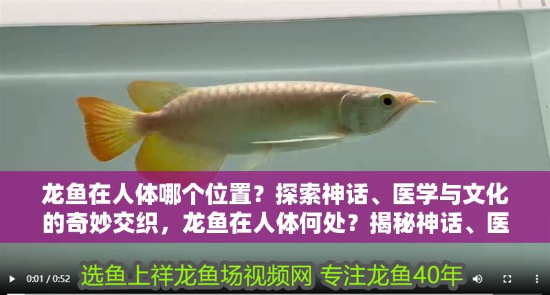 龍魚在人體哪個位置？探索神話、醫學與文化的奇妙交織，龍魚在人體何處？揭秘神話、醫學與文化的跨界對話，龍魚在人體何處？神話、醫學與文化的跨界解密