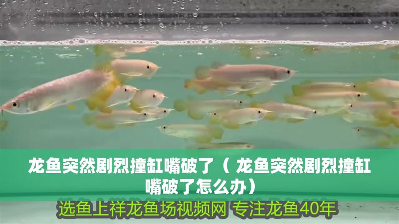 龍魚(yú)突然劇烈撞缸嘴破了（ 龍魚(yú)突然劇烈撞缸嘴破了怎么辦）
