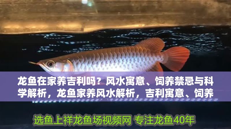 龍魚在家養(yǎng)吉利嗎？風(fēng)水寓意、飼養(yǎng)禁忌與科學(xué)解析，龍魚家養(yǎng)風(fēng)水解析，吉利寓意、飼養(yǎng)禁忌與科學(xué)養(yǎng)護(hù)指南，龍魚家養(yǎng)風(fēng)水全指南，吉利寓意、飼養(yǎng)禁忌與科學(xué)養(yǎng)護(hù)解析