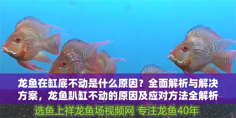 龍魚在缸底不動是什么原因？全面解析與解決方案，龍魚趴缸不動的原因及應對方法全解析，龍魚趴缸不動的常見原因及解決方法全解析