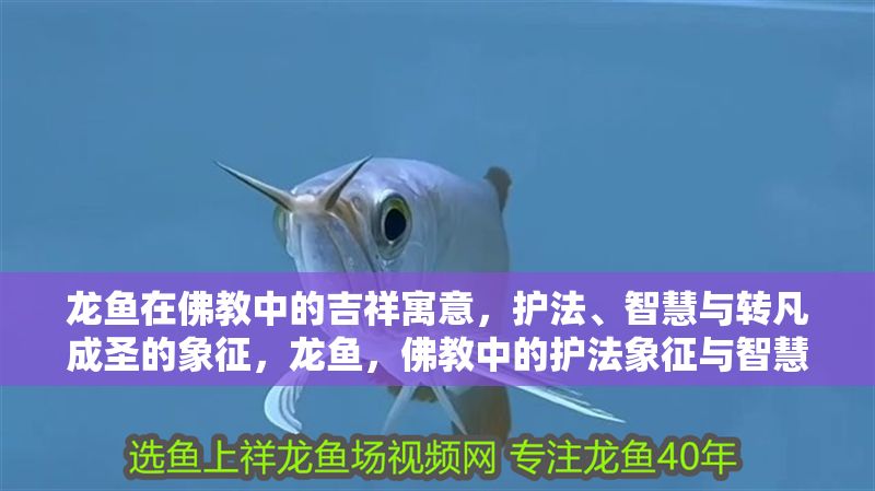 龍魚在佛教中的吉祥寓意，護法、智慧與轉凡成圣的象征，龍魚，佛教中的護法象征與智慧化身，寓意轉凡成圣的吉祥靈物，龍魚，佛教護法象征與轉凡成圣的智慧靈物