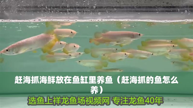 趕海抓海鮮放在魚缸里養魚（趕海抓的魚怎么養）
