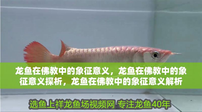 龍魚在佛教中的象征意義，龍魚在佛教中的象征意義探析，龍魚在佛教中的象征意義解析