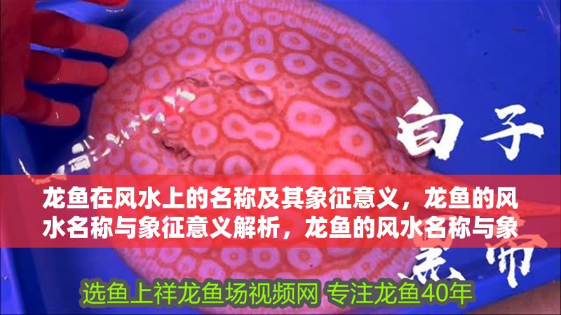 龍魚在風水上的名稱及其象征意義，龍魚的風水名稱與象征意義解析，龍魚的風水名稱與象征意義全解析