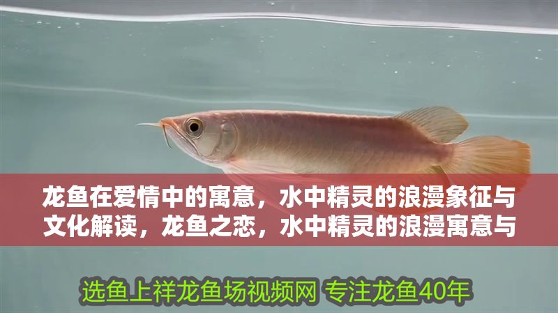 龍魚(yú)在愛(ài)情中的寓意，水中精靈的浪漫象征與文化解讀，龍魚(yú)之戀，水中精靈的浪漫寓意與文化象征，龍魚(yú)之戀，水中精靈的浪漫寓意與文化象征