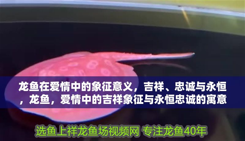 龍魚在愛情中的象征意義，吉祥、忠誠與永恒，龍魚，愛情中的吉祥象征與永恒忠誠的寓意，龍魚，愛情中的吉祥象征與永恒忠誠的寓意