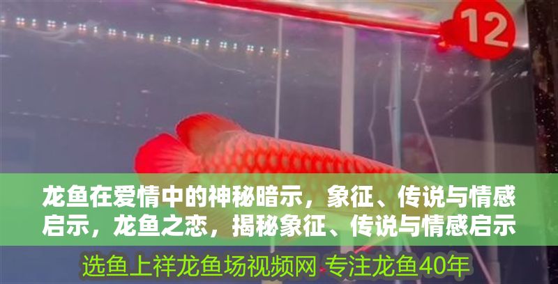 龍魚在愛情中的神秘暗示，象征、傳說與情感啟示，龍魚之戀，揭秘象征、傳說與情感啟示的神秘暗示，龍魚之戀，揭秘象征、傳說與情感的神秘暗示
