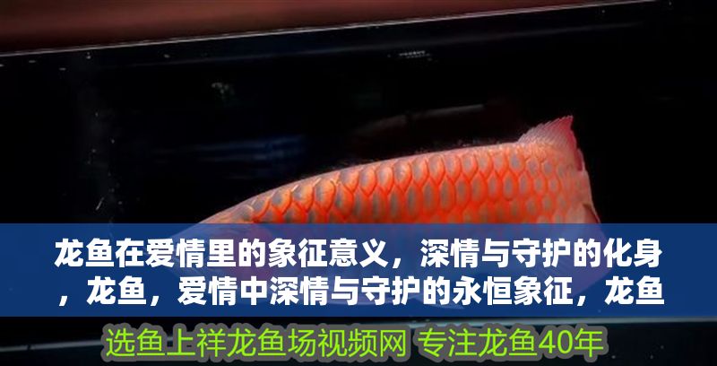龍魚在愛情里的象征意義，深情與守護的化身，龍魚，愛情中深情與守護的永恒象征，龍魚，愛情中深情與守護的永恒象征