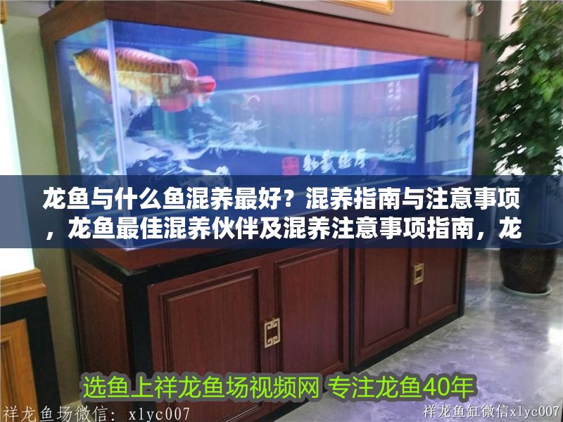 龍魚與什么魚混養最好？混養指南與注意事項，龍魚最佳混養伙伴及混養注意事項指南，龍魚最佳混養伙伴及注意事項指南