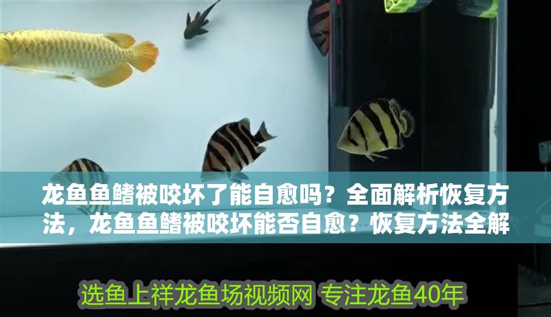 龍魚魚鰭被咬壞了能自愈嗎？全面解析恢復(fù)方法，龍魚魚鰭被咬壞能否自愈？恢復(fù)方法全解析，龍魚魚鰭被咬壞能否自愈？恢復(fù)方法全解析