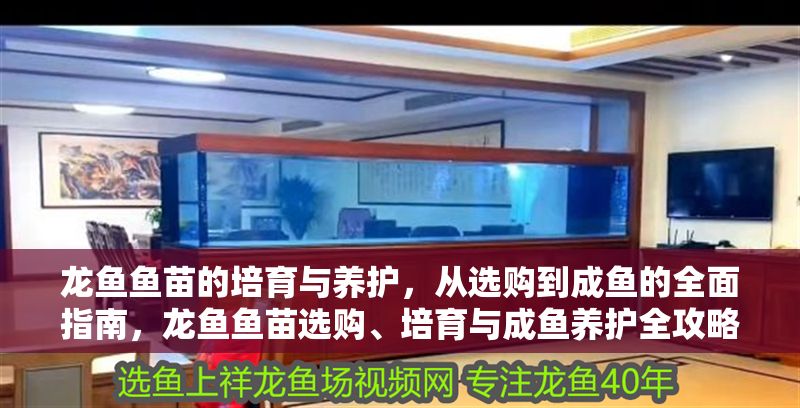 龍魚魚苗的培育與養(yǎng)護(hù)，從選購(gòu)到成魚的全面指南，龍魚魚苗選購(gòu)、培育與成魚養(yǎng)護(hù)全攻略，龍魚魚苗選購(gòu)、培育與成魚養(yǎng)護(hù)全攻略