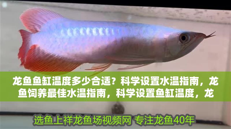 龍魚魚缸溫度多少合適？科學(xué)設(shè)置水溫指南，龍魚飼養(yǎng)最佳水溫指南，科學(xué)設(shè)置魚缸溫度，龍魚飼養(yǎng)最佳水溫設(shè)置指南