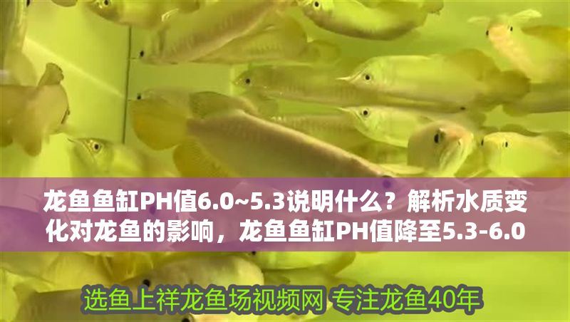 龍魚魚缸PH值6.0~5.3說明什么？解析水質(zhì)變化對龍魚的影響，龍魚魚缸PH值降至5.3-6.0的影響與水質(zhì)管理解析，龍魚魚缸PH值降至5.3-6.0的影響與水質(zhì)管理解析