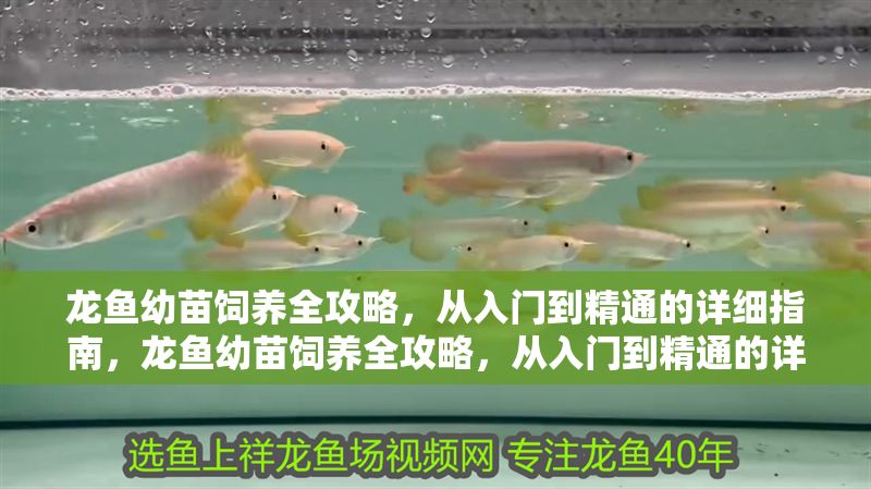 龍魚幼苗飼養(yǎng)全攻略，從入門到精通的詳細(xì)指南，龍魚幼苗飼養(yǎng)全攻略，從入門到精通的詳細(xì)指南，龍魚幼苗飼養(yǎng)全攻略，從入門到精通