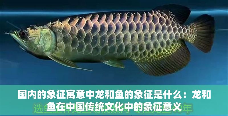 國內的象征寓意中龍和魚的象征是什么：龍和魚在中國傳統文化中的象征意義