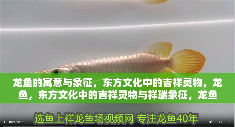 龍魚的寓意與象征，東方文化中的吉祥靈物，龍魚，東方文化中的吉祥靈物與祥瑞象征，龍魚，東方文化中的吉祥靈物與祥瑞象征