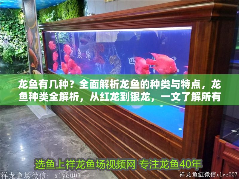 龍魚有幾種？全面解析龍魚的種類與特點，龍魚種類全解析，從紅龍到銀龍，一文了解所有龍魚品種與特點，全面解析龍魚種類，從紅龍到銀龍，一文了解所有品種與特點