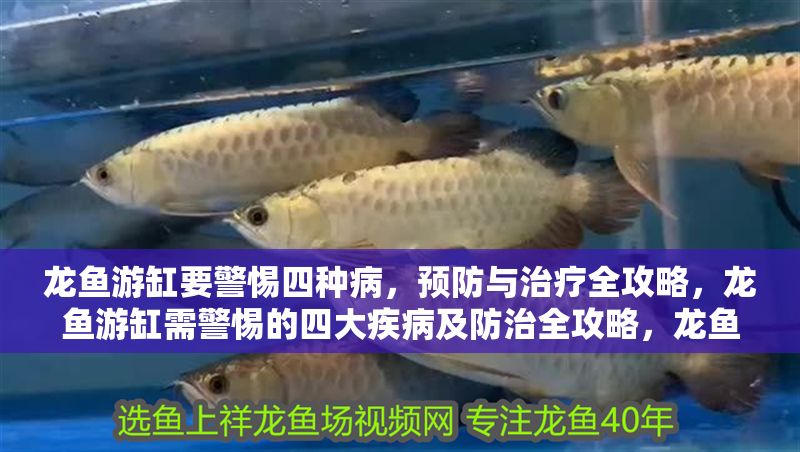 龍魚游缸要警惕四種病，預防與治療全攻略，龍魚游缸需警惕的四大疾病及防治全攻略，龍魚游缸需警惕的四大疾病及防治全攻略